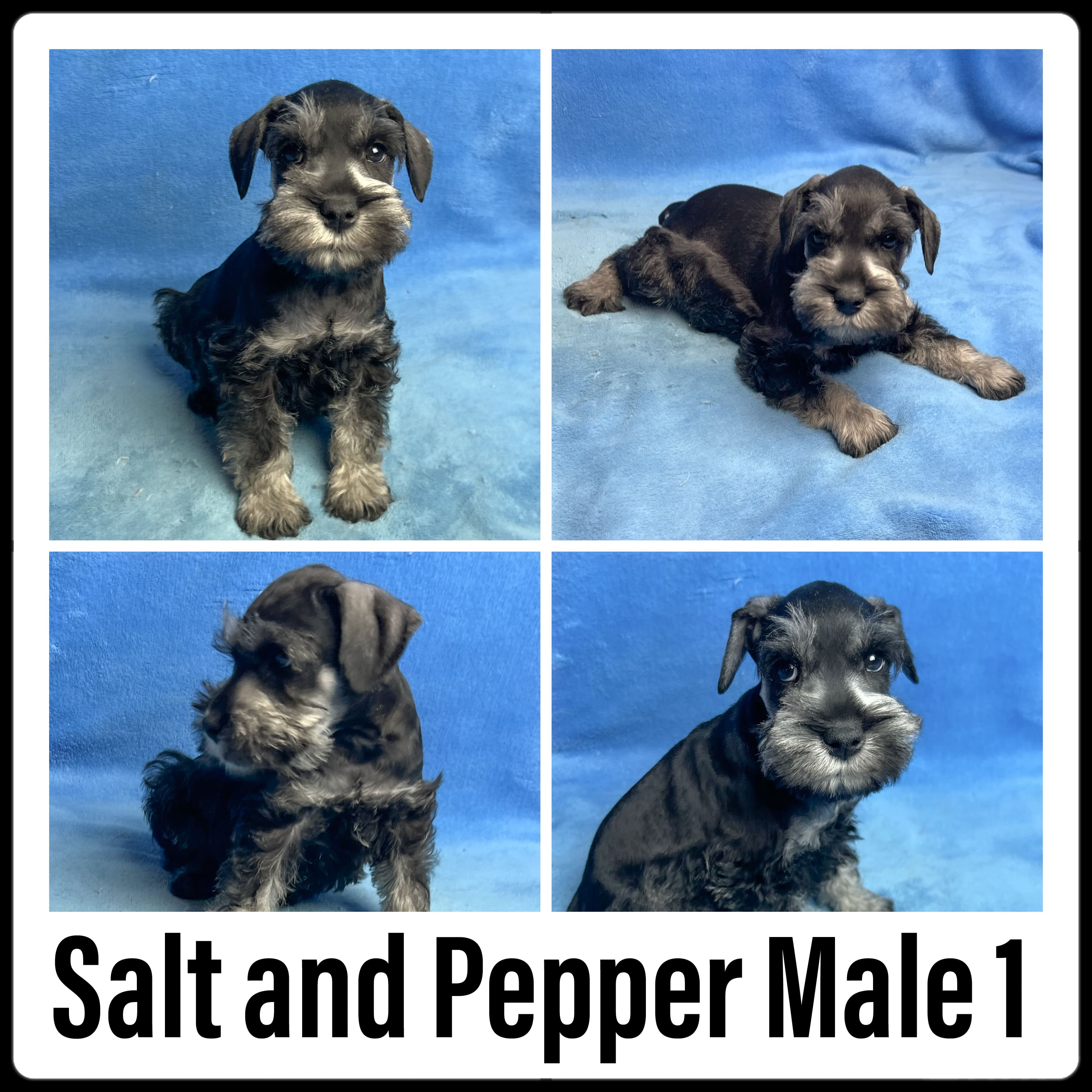 Salt & Pepper Male Minature Schnauzer